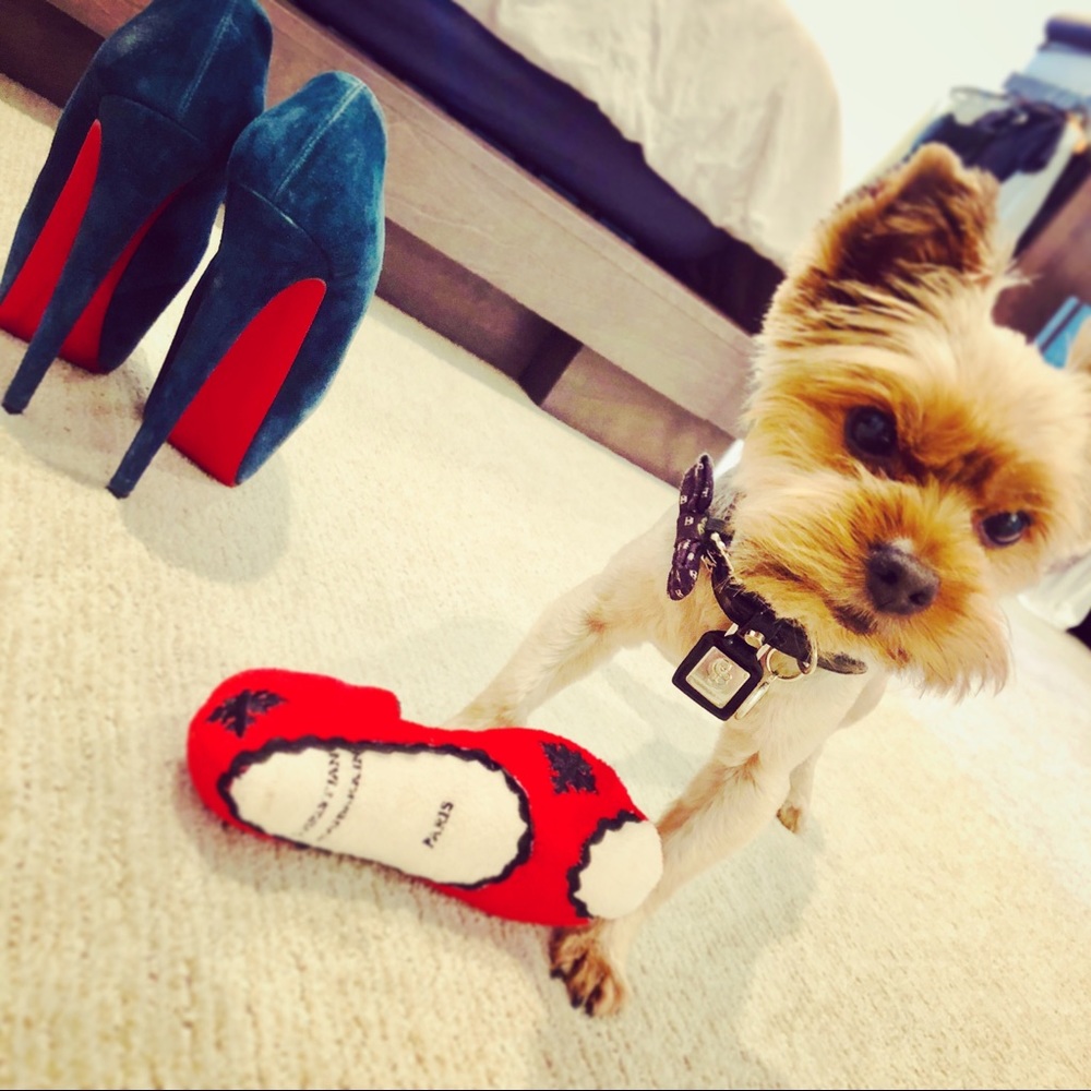 Meet your Posher, Sanaz + Spike the Yorkie! ❤️